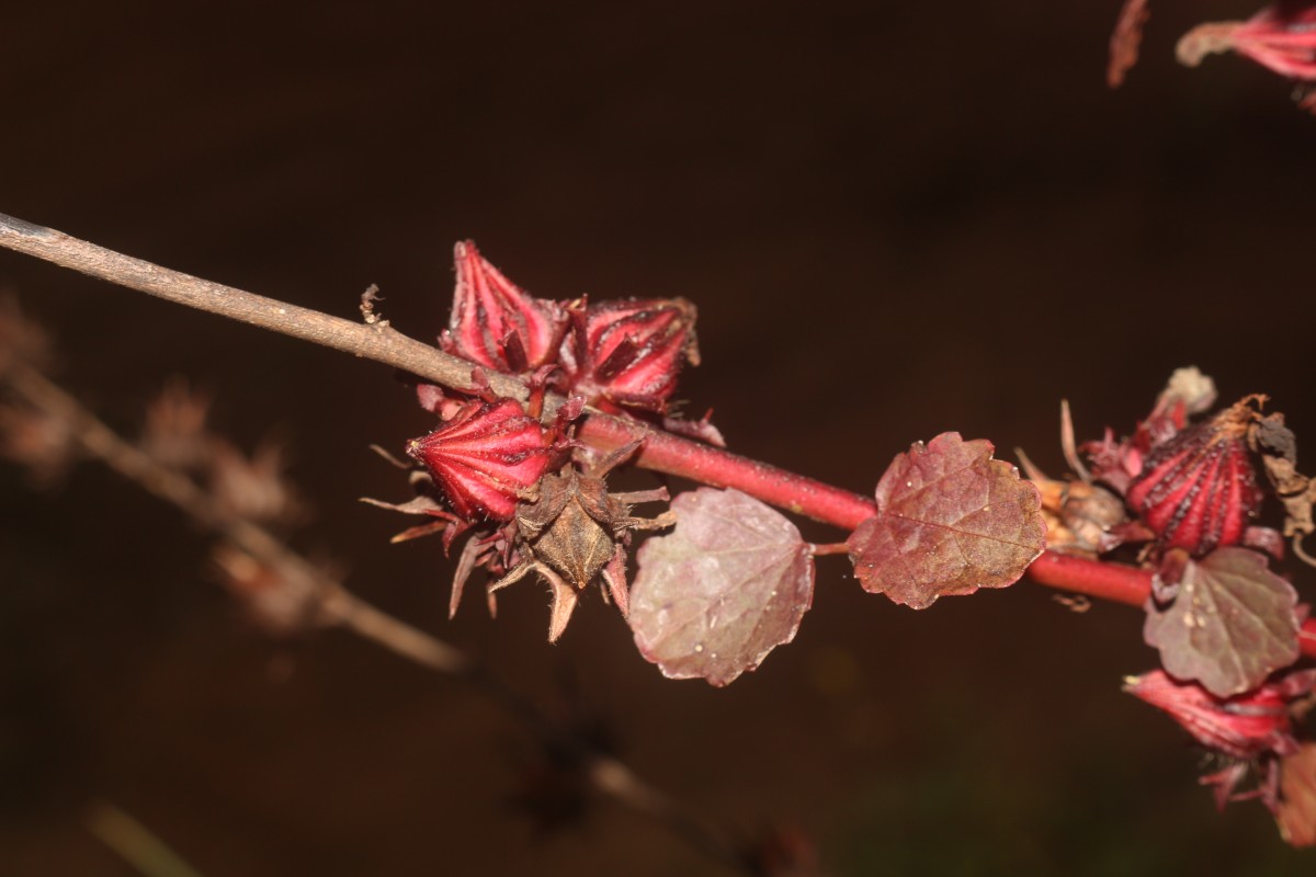 Hibiscus acetosella Welw. ex Hiern